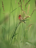 Finch Perched on Grass with Seed Heads