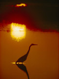 Buy A Great Blue Heron Stalks an Evening Meal at AllPosters.com