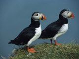 Pair of Atlantic Puffins Perch on a Grass-Covered Cliff