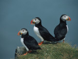 Trio of Atlantic Puffins Perch on a Grass-Covered Cliff