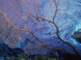 Buy A Beautiful Coral Creates a Complex Pattern Underwater at AllPosters.com