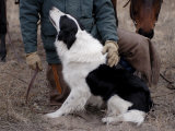 A Male Rancher and His Boarder Collie at the Nebraska National Forest