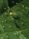 A Mother Spider and Her Spiderlings