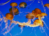 Jellyfish in the Ocean Around Costa Rica