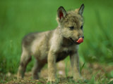 A Gray Wolf Cub Licks His Nose