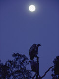 A Vulture Sits on a Branch under the Light of a Full Moon