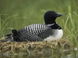 A Common Loon Sits on Her Marshy Nest