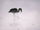 Flamingo Wades in a Thermal Hot Spring in Chiles Atacama Desert