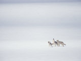 A Pack of Coyotes Howl During a Fight with a Different Pack