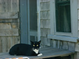 A Cat Sits on a Porch