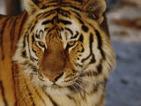 A Close View of a Siberian Tiger