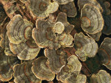Close View of Turkey-Tail Fungi in Estabrook Woods