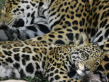 A Jaguar and Cub Relax