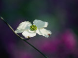 Buy A Single Dogwood Blossom Open to the Sunlight at AllPosters.com