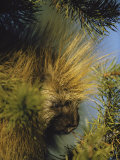 Buy The Head of a Porcupine Seen Close Up at AllPosters.com