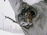 A Saw-Whet Owl Peers out of its Nest in a Tree