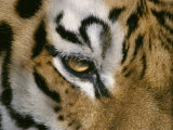 The Eye of a Tiger and Part of its Facial Markings