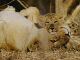 Female Asian Lion with Cub