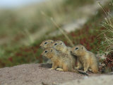 A Group of Juvenile Arctic Ground Squirrels