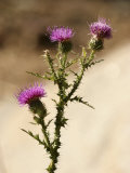 A Close View of a Thistle Wildflower
