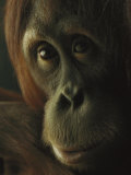 Female Orangutan