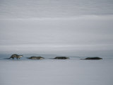 North American River Otters Slide Across the Ice for Fun