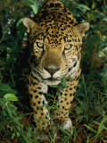 A Jaguar Gives a Curious Look at the Photographer
