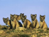 A Row of Curious Young Arctic Foxes Eye the Photographer