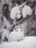 Portrait of a Snowshoe Hare