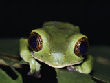 Extreme Close-up of a Green Tree Frog in the Rain Forest