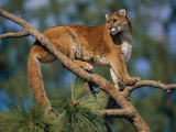 A Captive Cougar