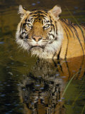 A Tiger Glares Directly into the Camera