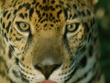 A Jaguar Looks into the Camera Lens from a Very Close Distance