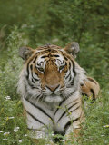 A Close View of a Siberian Tiger