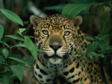 Buy A Jaguar Looks into the Camera at AllPosters.com