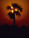 Silhouette of a Palm Tree Shot against a Setting Sun