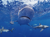 A Gray Reef Shark Swims Toward the Camera