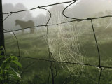 Spider Web on a Wire Fence