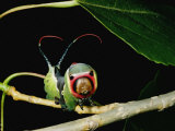 A Puss Moth Caterpillar on a Branch, Showing its False Face