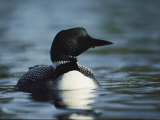 Portrait of a Common Loon in the Water