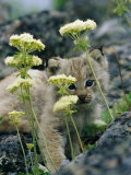 A Tiny Lynx Cub Peeks out Through a Clump of Wildflowers