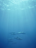A Pod of Spotted Dolphins Swims in Rays of Sunlight Underwater