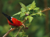 View of an Iiwi Bird on Akala or Hawaiian Raspberry