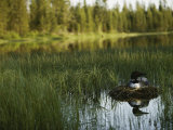 A Loon in Breeding Colors Incubates its Eggs in its Nest