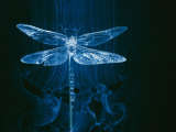 A Model of a Dragonfly in a Wind Tunnel Shows the Pattern of Air Passing over the Insect