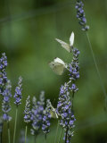 Butterflies on a Lavender Flower