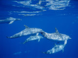 Buy A Group of Spotted Dolphins Swim Near the Oceans Surface at AllPosters.com