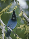 Close View of a Stellers Jay Sitting on a Branch