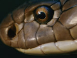 Extreme Close-up of the Head of a King Cobra