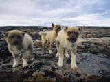 Trio of Growling Husky Puppies in Nunavut, Canada
